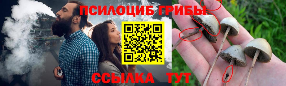 Галлюциногенные грибы Psilocybine cubensis Нижний Тагил